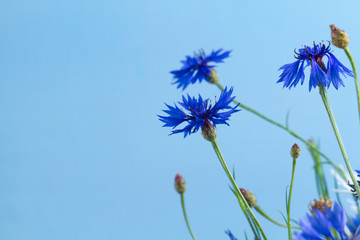 Cornflowers on a blue background. Wildflowers. Copy space