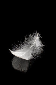 Gentle white feather on black reflective surface