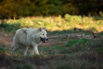 Obraz premium White wolf in the forest
