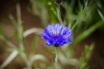 blue flower