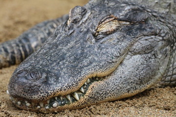 Obraz premium Crocodile