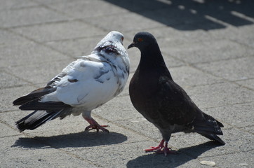 pigeons on the street