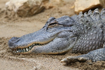 Fototapeta premium Crocodile