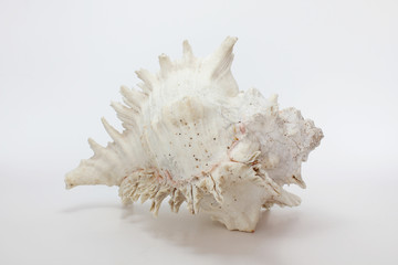 Conch shell, marine sea shell on white background.