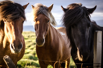 Horse gang