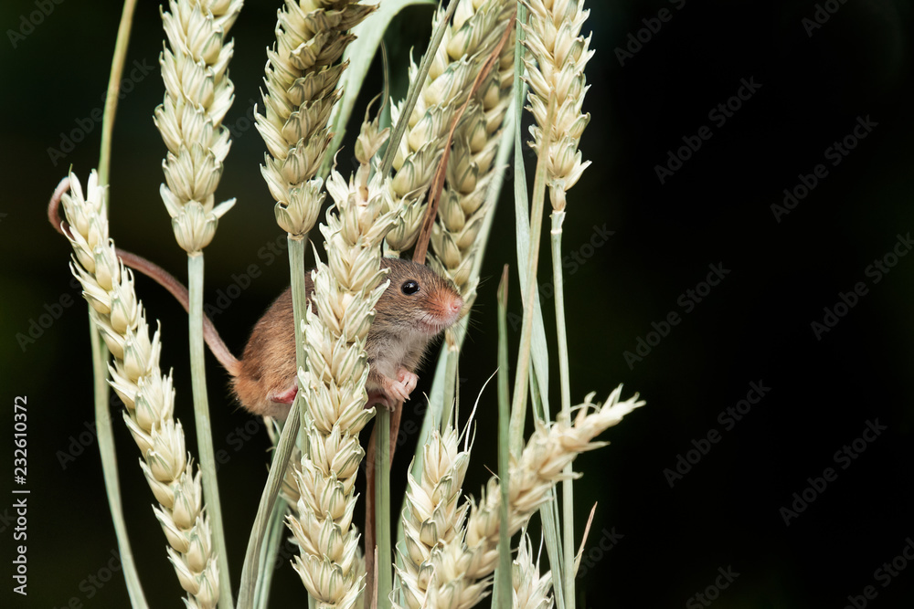Aufkleber A small harvest mouse is perched between ears of wheat. It's nose and head are sticking out from one of the stems. Against a dark background with copy space