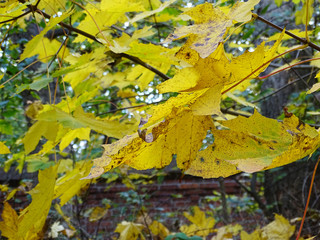 NL. Autumn leaves on tree