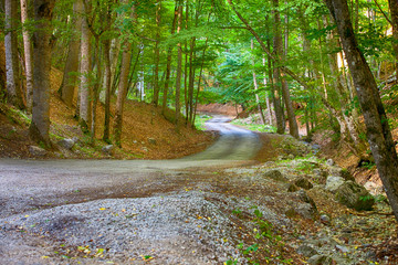 Obraz premium winding road through the coniferous forest