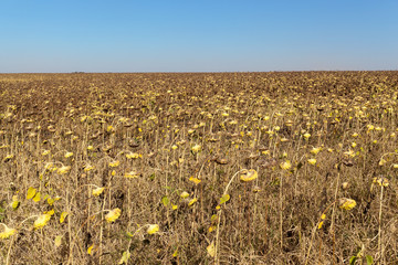Obraz premium Agricultural field of dry ripe sunflower ready for harvest
