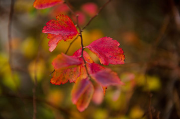 autumn leaves