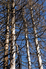 Abgestorbene Fichten