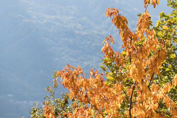 Many leaves full of colors during autumn