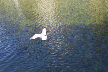Vuel ode Gaviota