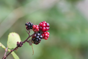 Branch of wild raspberries with green leaves