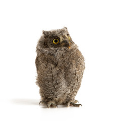 European scops owl (Otus scops) isolated on white background