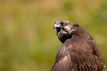 Birds of prey - Saker Falcon (Falco cherrug). Close-up portrait
