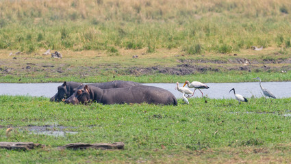 reiche Tierwelt am Chobe River, Flusspferde und 5 verschiedene große Vögel am Fluss