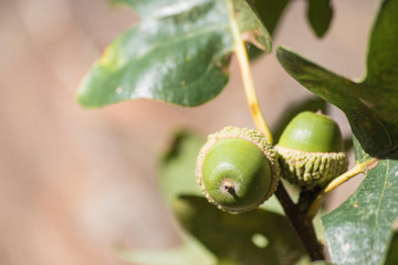 Green oak acorns with green leaves full of details