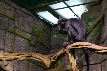 Monkey sitting on a tree branch