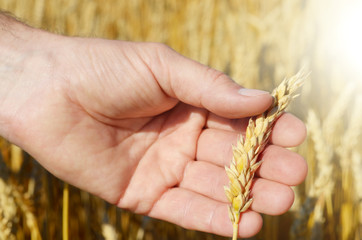 Human hands with wheat ears. Crop protection and care concept