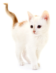 Fototapeta na wymiar Smal white kitten .