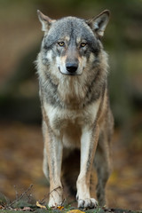 Naklejka na ściany i meble Grey wolf in the forest