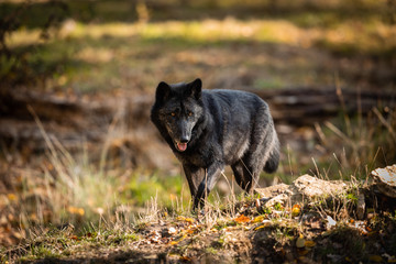 Black Wolf in the forest