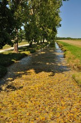  Poplars along a river