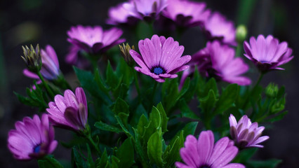 flowers in a summer garden