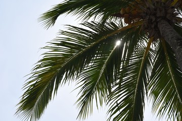 Silhouette of palm tree