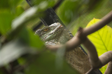 Close up of Big Green Iguana with big throat above the tree in Bannerghatta National Park, Bengaluru,Karnataka