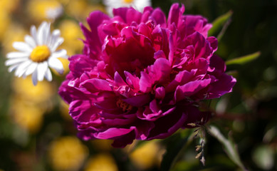 flowers in a summer garden