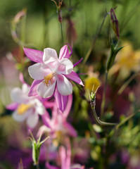 Fototapeta premium flower akvilegiya country