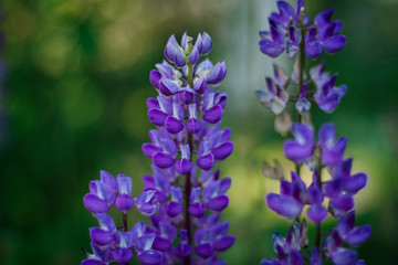 flowers lupines in a garden