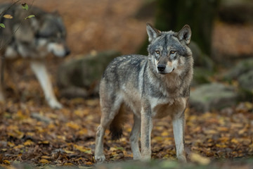 Fototapeta na wymiar Grey wolf in the forest