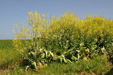 Blossoming cabbage in a garden