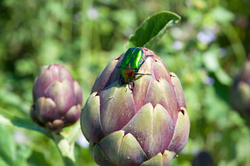 Organic artichoke garden