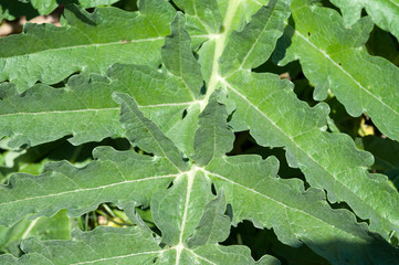 Organic Artichoke leaf