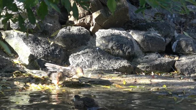 A couple of guira cuckoo (Guira guira) at a small pool to drink and wash themselves 
