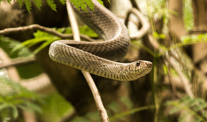 Smooth snake Climbed on the tree trying to escape from the cage in banngerghatta National Park, India