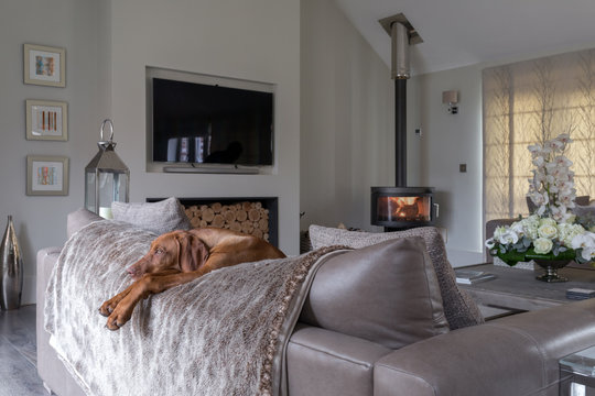 Beautiful dog relaxing over the back of a settee near to a log burning fire.
