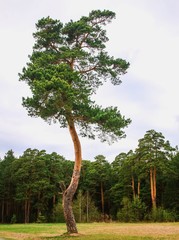 tree on the hill