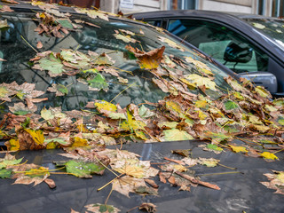 Foliage on Car Hood in Fall Season Autumn