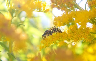 bee on flower