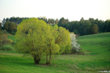 Wiosenna łąka na Suwalszczyźnie