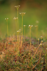 Naradka północna (Androsace septentrionalis) na murawie na 
