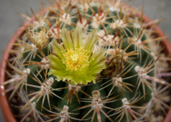 Cactus fiorito Ferocactus viridescens