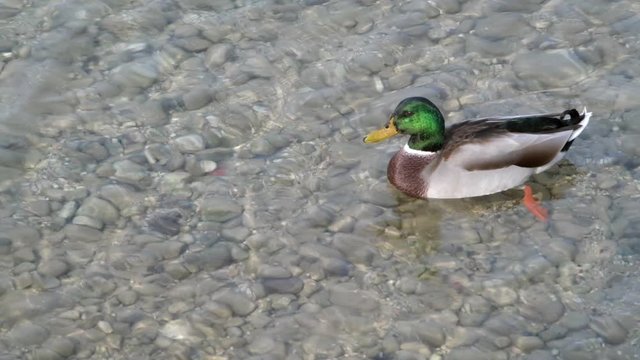 anatra sul lago
