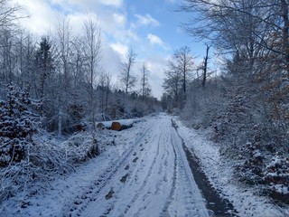 Winter im Wald
