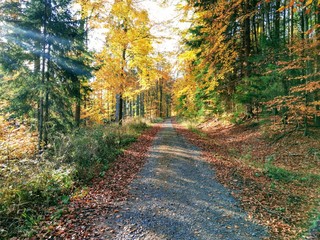 Herbst im Wald